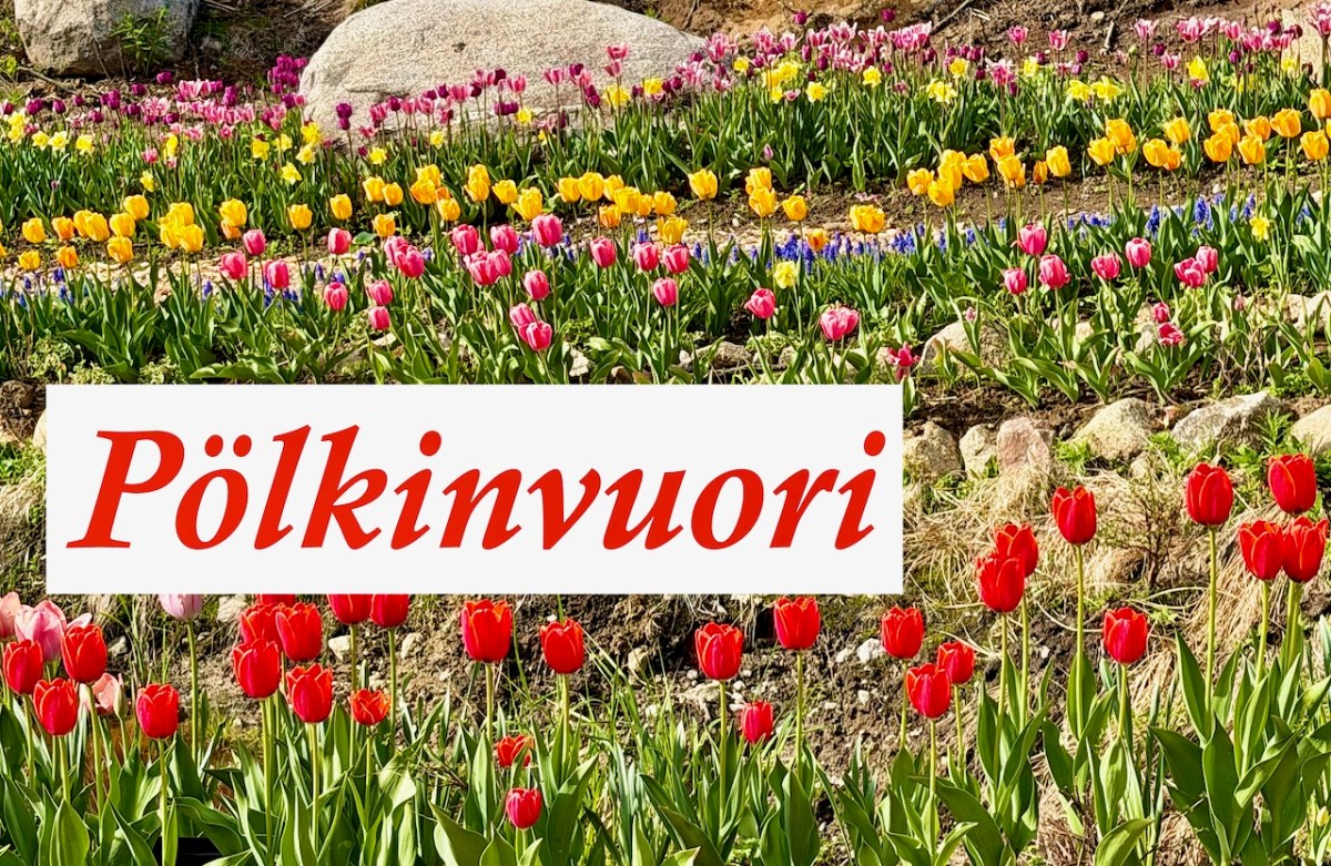 Pölkinvuori – ihana kukkapuisto&nbsp;metsässä